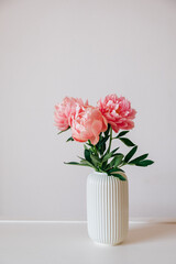 Beautiful bunch of fresh Coral Charm peonies in full bloom in vase against white background. Copy space for text. Minimalist floral still life with blooming flowers.