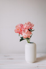 Beautiful bunch of fresh Coral Charm peonies in full bloom in vase against white background. Copy space for text. Minimalist floral still life with blooming flowers.