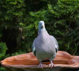 wood pigeon on  the bird bath,ringeltaube auf der vogeltränke