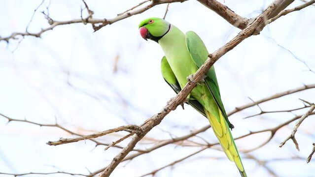Green Parrot on a branch of a tree.
Bird observation, 4k footage in real time