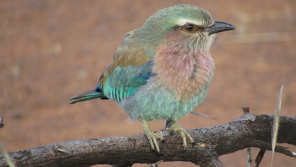 lilac breasted roller on a branch
