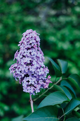 Beautiful fresh purple lilac flowers in full bloom in the garden against green leaves natural background, close up, selective focus. Blooming syringa vulgaris, floral spring backdrop.