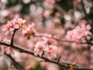 sakura trees, pink cherry blossom