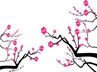 Cherry blossom branch with sakura flower.