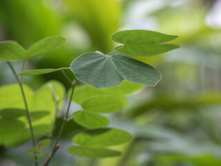 Green leaves of Snowy orchid tree and green background