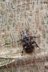 Hairy Chafer scarab crawl on the trunk of the tree