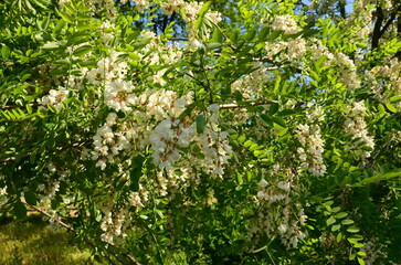 green leaves in the garden