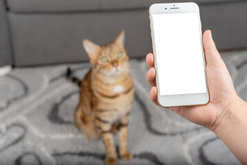 Phone with an empty mockup in hand against the background of a blurred room with a cat.