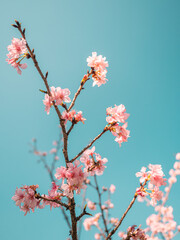 sakura trees, pink cherry blossom