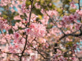 sakura trees, pink cherry blossom