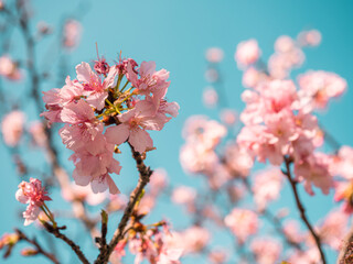 sakura trees, pink cherry blossom