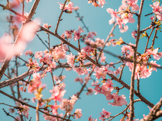 sakura trees, pink cherry blossom