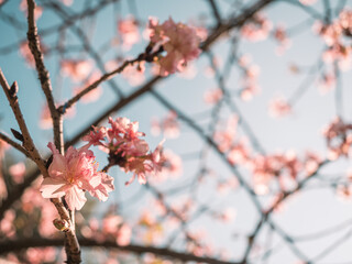 sakura trees, pink cherry blossom