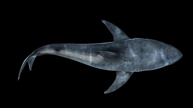 Close-up of a great white shark swimming underwater top view - high angle- downward
seamless loop animation with clean alpha channel
 Megalodon is the Most predator shark in the ocean.3d animation