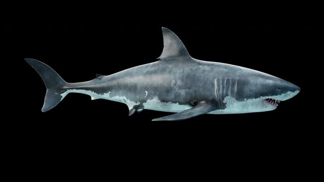 Close-up of a great white shark swimming underwater side view
seamless loop animation with clean alpha channel
 Megalodon is the Most predator shark in the ocean. Realistic 3d animation 4K