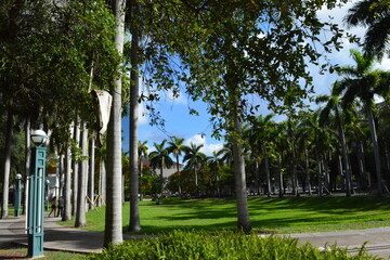 Fototapeta premium trees in the park