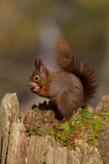 Naklejka na ściany i meble Red squirrel feeding on a hazelnut at Brownsea Island in Dorset 