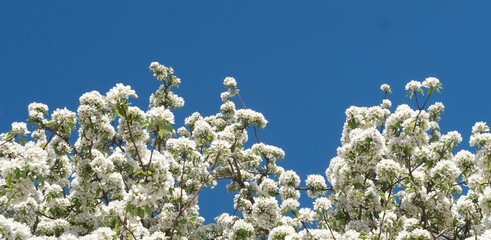 Blossoming apple tree against the blue sky. Panoramic photo.