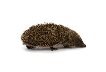 Hedgehog  isolated on white