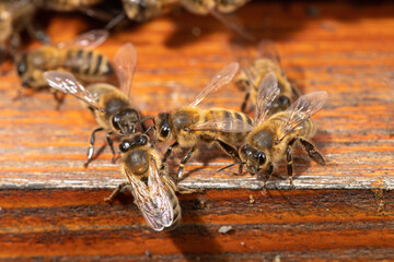 Macro photo of honey bees in a hive