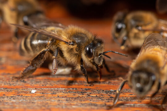 Macro photo of a honey bee in a hive