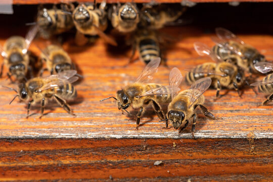 Macro photo of honey bees in a hive