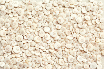 Light sea style background. Scattering of shells.