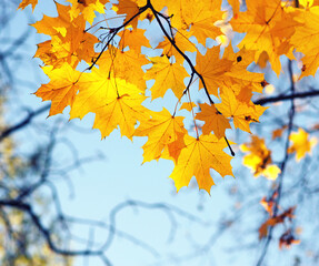 Naklejka na ściany i meble Beautiful autumn landscape with yellow leaves.