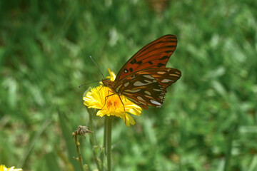 Borboleta sobre flor de camélia