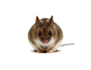 Mouse isolated on white