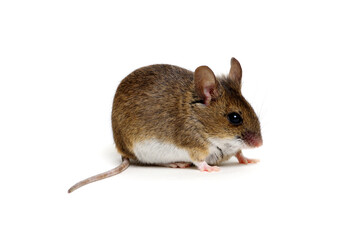  mouse isolated on white