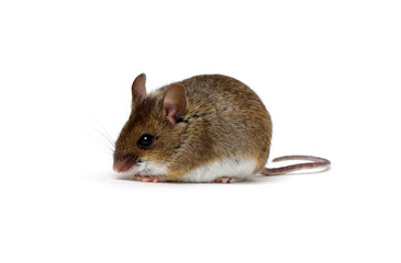  mouse isolated on white
