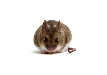 Mouse isolated on white