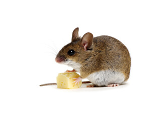 Mouse with cheese isolated on white