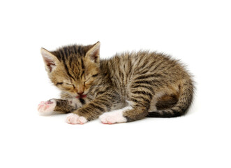  kitten isolated on white background