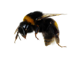 bumblebee isolated on the white