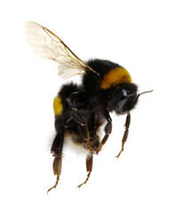 bumblebee isolated on the white