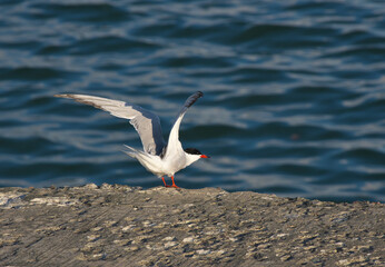 The common tern (Sterna hirundo) is a seabird in the family Laridae. The bird takes off.