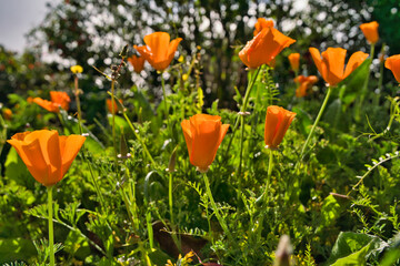 Orange Yellow flowers of eschscholzia californica or golden californian poppy, cup of gold, flowering plant. Madeira Islands, Portugal