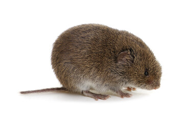 Mouse isolated on white