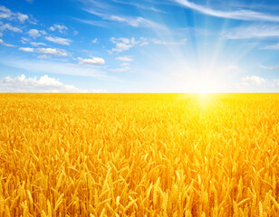 Naklejka premium Wheat field and sun