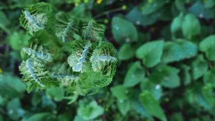 Fototapeta na wymiar Colorful leaves of unopened fern green foliage natural flower background of fern in sunlight.