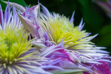紫と黄色のツートンが映える花のアップ