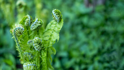 Colorful leaves of unopened fern green foliage natural flower background of fern in sunlight.
