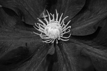 flower on black