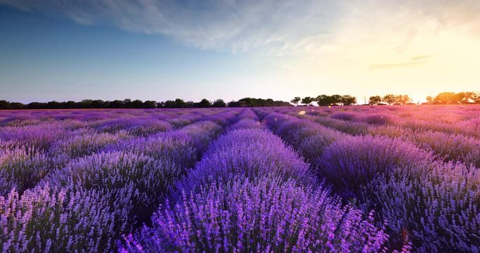 Lavender field landscape. Blooming lavender field and scenic sunset view