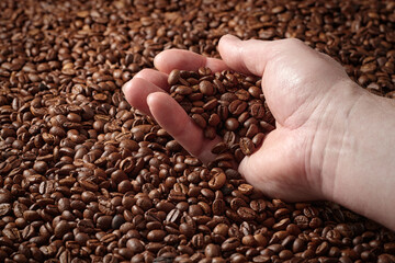 Closeup of a man's hand holding a lot of roasted coffee beans