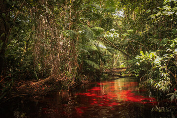 Iracoubo, French Guiana Crique Morpio is a stream of water in the Amazon jungle where the river appears red due to high levels of iron in the soil. - Powered by Adobe