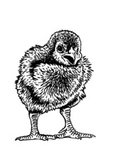 Hand-drawn vector chick isolated on white background, domestic animal, grahical element