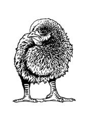 Hand-drawn vector chick isolated on white background, domestic animal, grahical element
